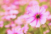 Beautiful Pink Cosmos Flower Photograph by Beverly Claire Kaiya