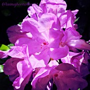 Beautiful Sunlight On Purple Photograph by Anna Porter