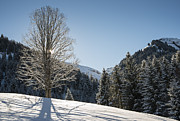 Beautiful tree in snowy landscape on a sunny winter day Photograph by Matthias Hauser