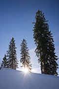 Beautiful trees on a sunny winter day Photograph by Matthias Hauser