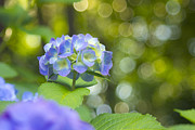 Beautiful Violet Hydrangea with Green Leaves and Bokeh Lights Photograph by Beverly Claire Kaiya