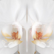 Beautiful White Orchids Digital Art by Beverly Claire Kaiya