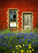 Beauty and the Door - Texas Bluebonnets wildflowers landscape door flowers Photograph by Jon Holiday