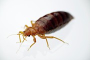Bed Bug Engorged With Human Blood Photograph by Science Photo Library