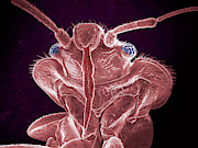 Bed Bug Photograph by Science Photo Library