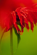 Bee Balm Abstract Photograph by Jani Freimann