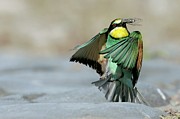 Bee-eater Landing Photograph by Science Photo Library