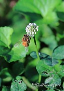 Bee on Clover Photograph by PJQandFriends Photography Bee on Clover Photograph by PJQandFriends Photography