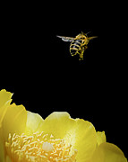 Bee Rising #2 Photograph by Len Romanick