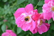 Bee Rosy Photograph by Laurel Best