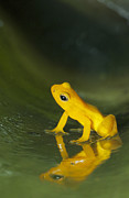 Beebes Rocket Frog In Bromeliad Photograph by Kevin Schafer