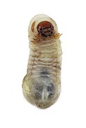 Beetle Larva Photograph by Science Photo Library