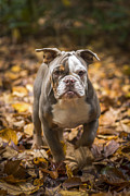 Bella #5 Photograph by Joye Ardyn Durham