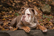 Bella #3 Photograph by Joye Ardyn Durham