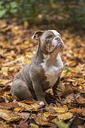 Bella Photograph by Joye Ardyn Durham