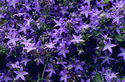 Bellflowers (campanula Poscharskyana) Photograph by Science Photo Library