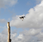 Belted Kingfisher in Flight Photograph by Terri Mills