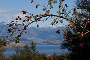 Berry good view Photograph by Jenny Setchell