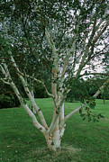 Betula Ermanii 'grayswood Hill'. Photograph by Science Photo Library