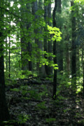 Beyond The Trees Photograph by Linda Shafer