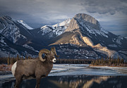 Bighorn in the Mountains of Jasper National Park in Canada Photograph by Randall Nyhof Bighorn in the Mountains of Jasper National Park in Canada Photograph by Randall Nyhof