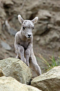 Bighorn Lamb Photograph by Bill Singleton