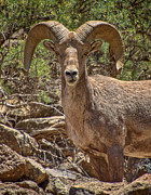 Bighorn Ram Photograph by Britt Runyon