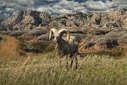 Bighorn Ram in the Badlands Photograph by Randall Nyhof Bighorn Ram in the Badlands Photograph by Randall Nyhof