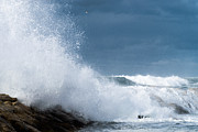 Bilow Photograph by Michael Goyberg