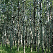 Birch Tree Eyes Photograph by David Armstrong