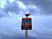 Bird at the Beach Photograph by Chris Montcalmo
