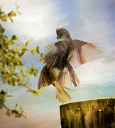 Bird Dance Photograph by Kerri Farley