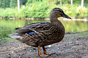 Bird - Gadwall Duck Profile Photograph by Scott Lyons Bird - Gadwall Duck Profile Photograph by Scott Lyons