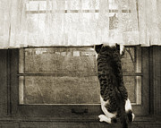 Bird Watching Kitty Cat BW Photograph by Andee Design