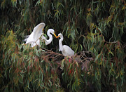 Birds of a Feather Photograph by Melinda Hughes-Berland