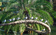 Birds on a Branch Photograph by Aimee L Maher ALM GALLERY