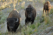 Bison on the Run Photograph by Bruce Gourley
