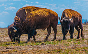 Two Bison In Field In The Daytime  Photograph by Tom Potter