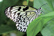 Black and White Butterfly Digital Art by Bob Slitzan