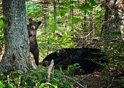 Black bear cubs stand watch while momma bear sleeps. Photograph by Jeff Sinon