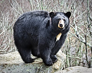 Black Bear  Photograph by Ronald Lutz