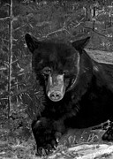 Black Bear - Scruffy - Black and White Cropped Portrait Painting by Jan Dappen Black Bear - Scruffy - Black and White Cropped Portrait Painting by Jan Dappen