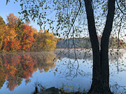 Black Birch Along Lake Bailee In Petit Photograph by Tim Fitzharris Black Birch Along Lake Bailee In Petit Photograph by Tim Fitzharris
