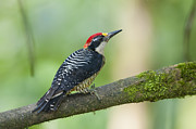 Black-cheeked Woodpecker Male Milpe Photograph by Tui De Roy Black-cheeked Woodpecker Male Milpe Photograph by Tui De Roy