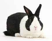 Black Dutch Male Rabbit Photograph by Mark Taylor