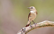 Black-eared Wheatear Photograph by Science Photo Library