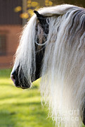 Black Forest Horse Photograph by Gabriele Boiselle