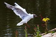 Black Head Gull - Preparing For Landing Photograph by Scott Lyons Black Head Gull - Preparing For Landing Photograph by Scott Lyons