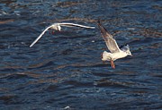 Black-headed Gulls In Flight Photograph by Science Photo Library