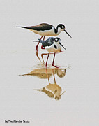 Black Neck Stilts Together Photograph by Tom Janca